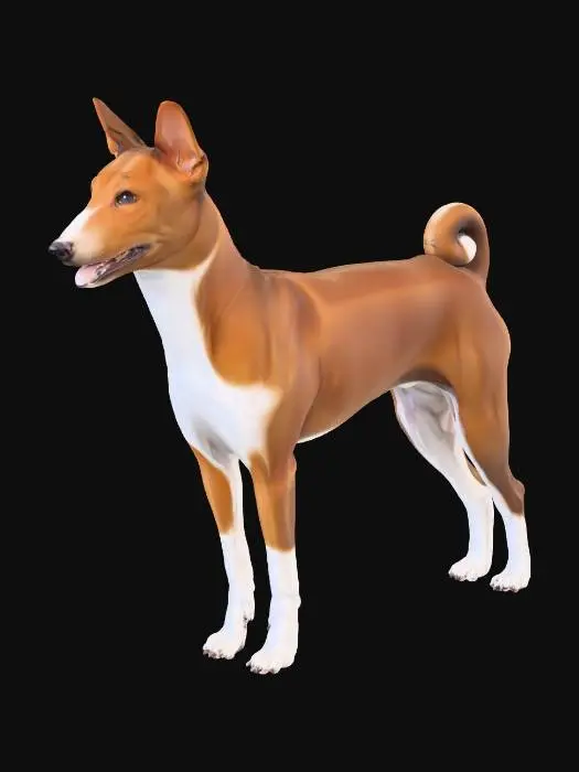 3D model for A realistic side-view studio photograph of a purebred Basenji dog standing on a plain neutral background under soft, diffuse lighting. The Basenji has a finely built, athletic body with a level back, long legs, and a graceful, square outline. Its short, smooth coat is red and white, with white on the legs, chest, muzzle, and tail tip. The head is finely chiselled with a wrinkled forehead, almond-shaped dark eyes, and erect pointed ears set high. The muzzle is short with a black nose, and the mouth is slightly open in a relaxed expression. The tightly curled tail rests neatly over the back. The image is sharply detailed, with lifelike fur texture, natural anatomy, and professional studio quality.