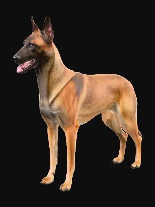 3D model for A realistic side-view studio photograph of a purebred Belgian Malinois standing on a plain neutral background under soft, diffuse lighting. The Malinois has a well-proportioned, athletic body with a straight back, deep chest, and long, strong legs. The coat is short, dense, and fawn-coloured with black shading, especially on the muzzle and ears. The head is finely chiselled with a slightly elongated muzzle, dark almond-shaped eyes, and large erect ears set high. The black nose is prominent, and the mouth is slightly open in a natural, alert expression. The tail is straight, of medium length, and carried in a relaxed position. The photograph shows lifelike fur texture, precise anatomy, and professional studio clarity.