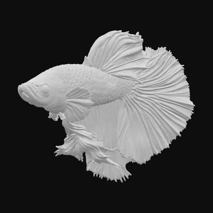 3D model for a photograph of an ornate Siamese Fighting fish. side view elaborate fin displayed. The fins are patterned with beautiful red-blue colouration but also an underlying thin-striped pattern across all fins that make this fish unique