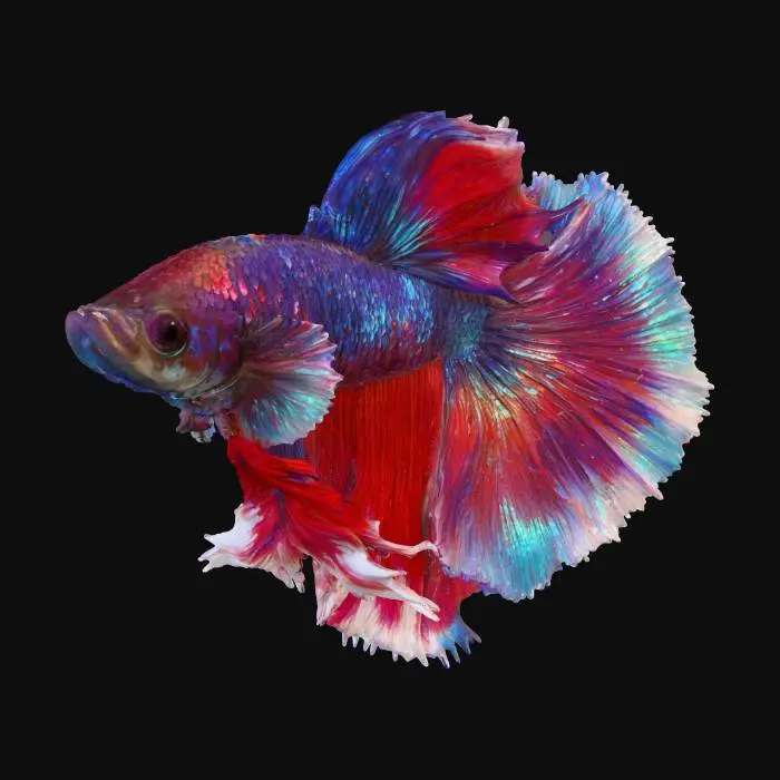 3D model for a photograph of an ornate Siamese Fighting fish. side view elaborate fin displayed. The fins are patterned with beautiful red-blue colouration but also an underlying thin-striped pattern across all fins that make this fish unique