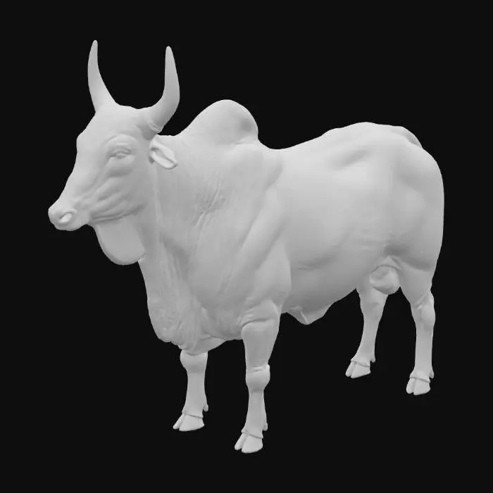 3D model for The zebu (Bos indicus), also known as humped cattle, adult bull. the fatty hump on their shoulders, their large dewlap, and their drooping ears. Anatomically correct, healthy adult. in side view