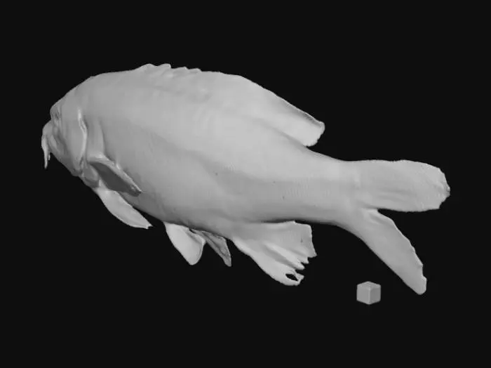 3D model for Cool red carpe