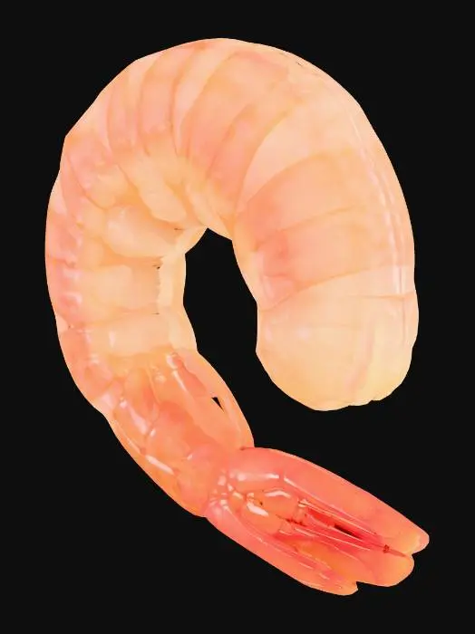 3D model for Curled Shrimp