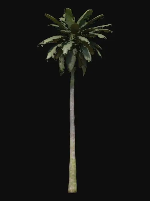 3D model for Palmyra Majesty