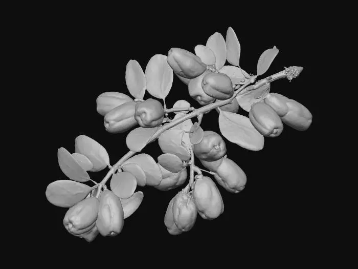 3D model for Red Berries on Branch