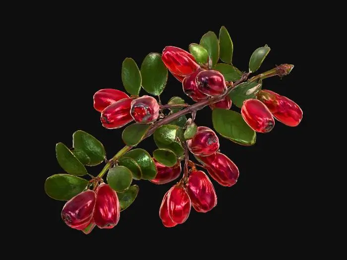 3D model for Red Berries on Branch