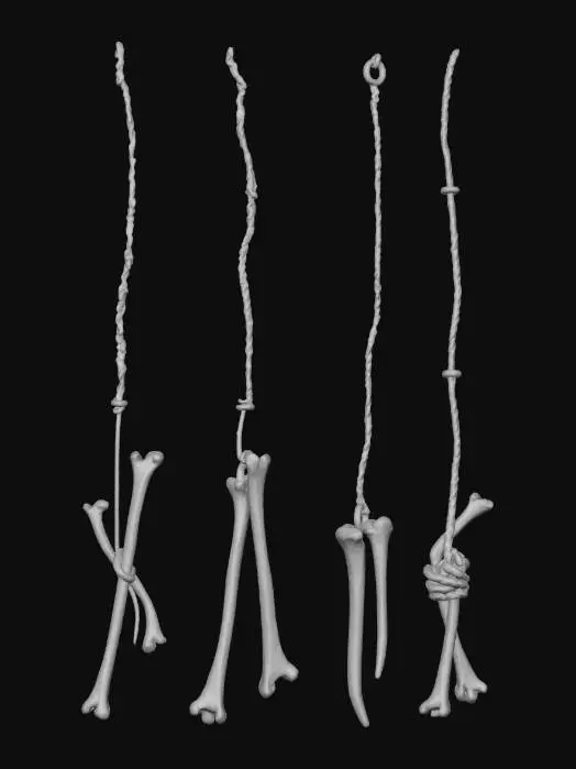 3D model for Bones and Cords