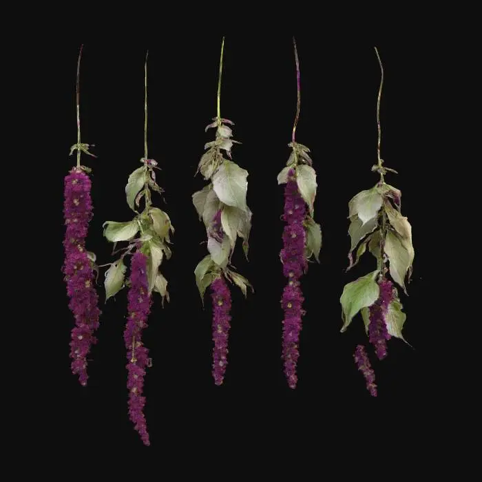 3D model for Amaranth Hanging