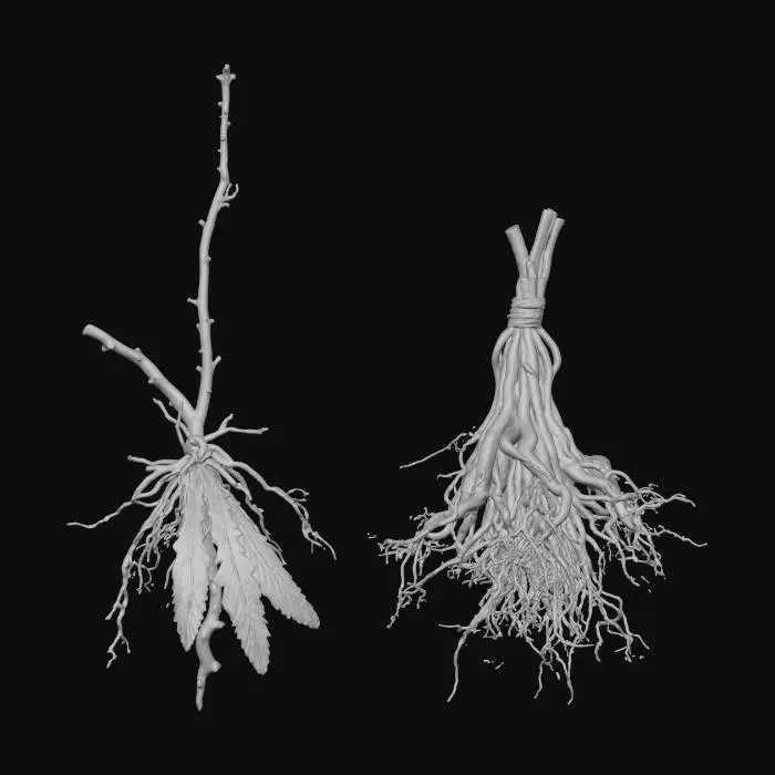 3D model for Roots Branches Feathers Hanging
