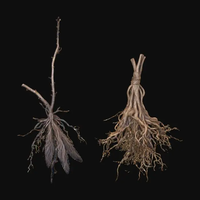 3D model for Roots Branches Feathers Hanging
