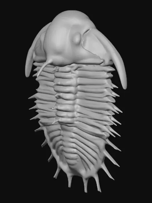3D model for Trilobite Fossil.