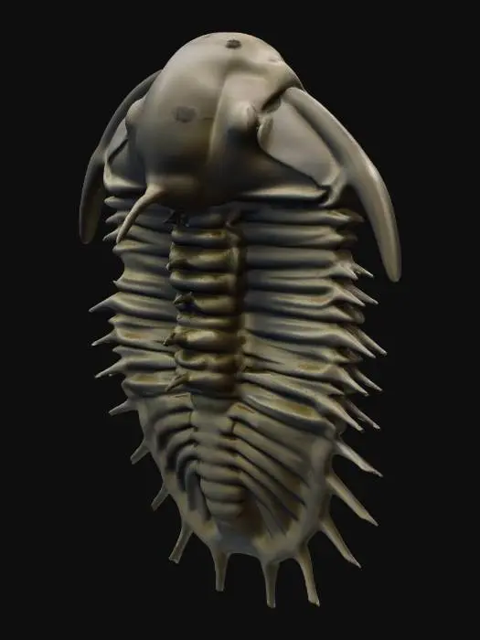 3D model for Trilobite Fossil.