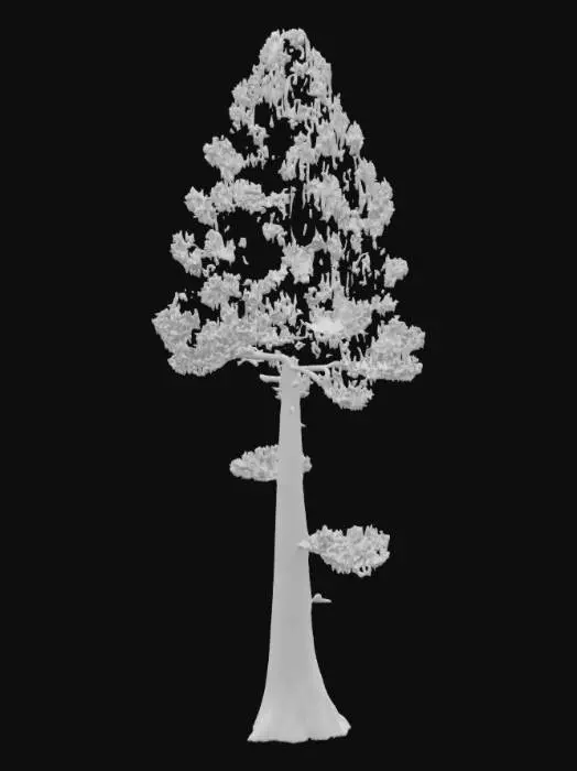 3D model for realistic 3D model of a tall himalayan pine tree, dense dark green needle foliage, rough bark texture, slightly irregular trunk shape, optimized for game environments, PBR textures