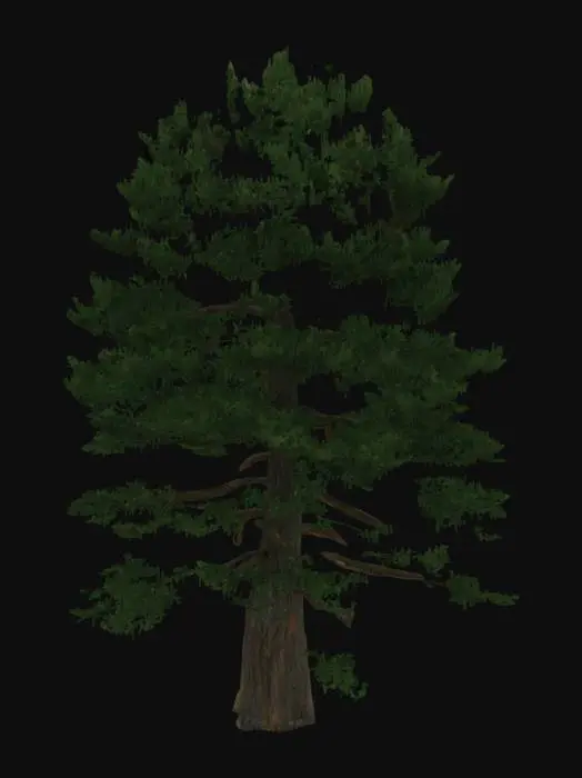 3D model for realistic 3D model of a tall himalayan pine tree, dense dark green needle foliage, rough bark texture, slightly irregular trunk shape, optimized for game environments, PBR textures