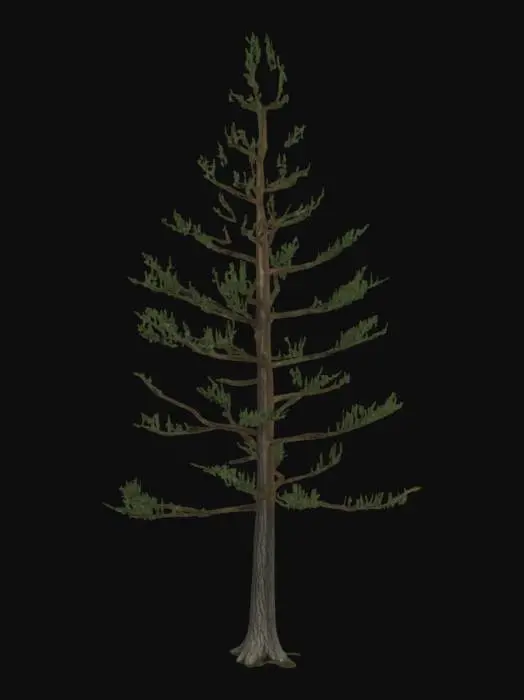 3D model for realistic 3D model of a tall himalayan pine tree, dense dark green needle foliage, rough bark texture, slightly irregular trunk shape, optimized for game environments, PBR textures
