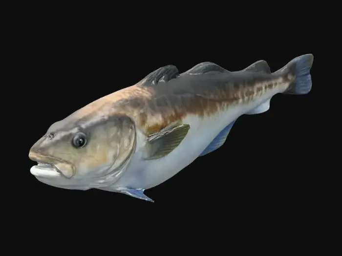 3D model for Codfish on Blue Background