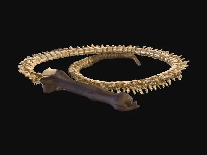 3D model for Spinal Whip