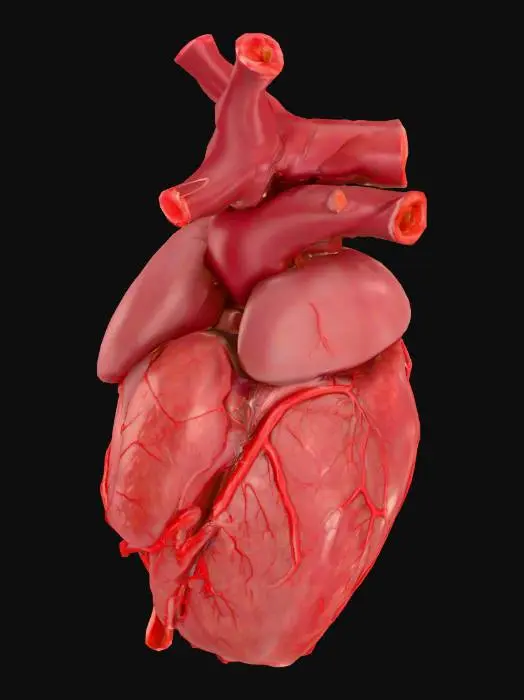 3D model for Pulse of Life