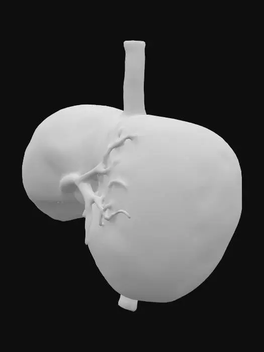 3D model for Liver Anatomy Model