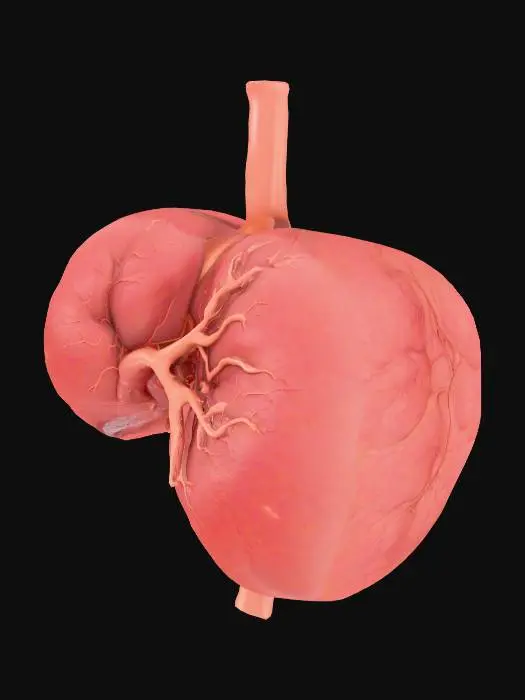 3D model for Liver Anatomy Model