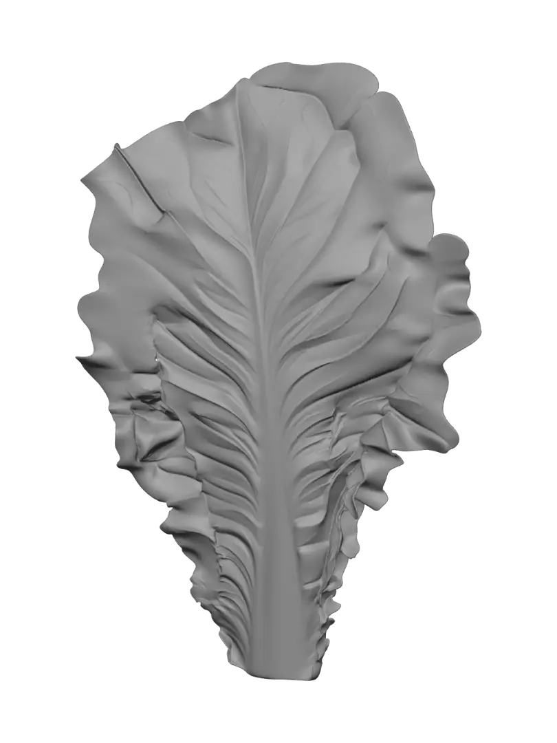 vegetable
