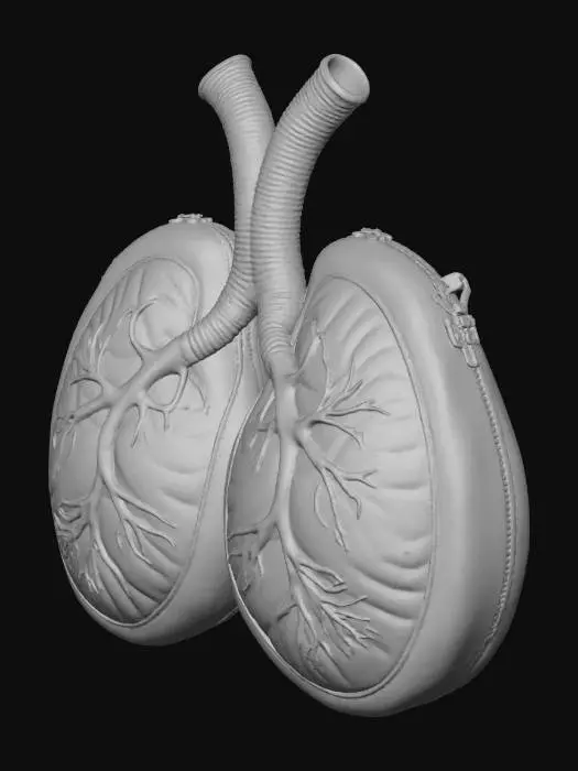 3D model for Lung Purses