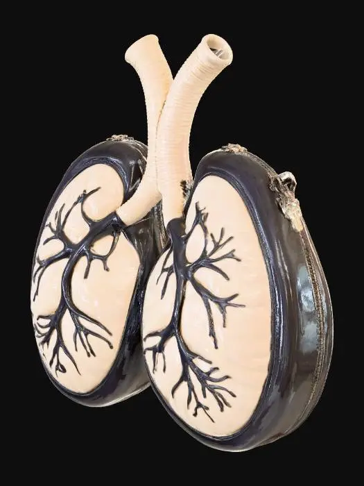 3D model for Lung Purses