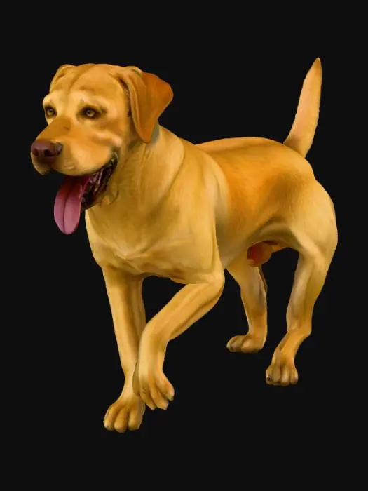 3D model for Golden Companion