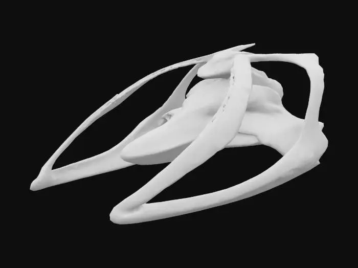 3D model for Andromeda Ascendant