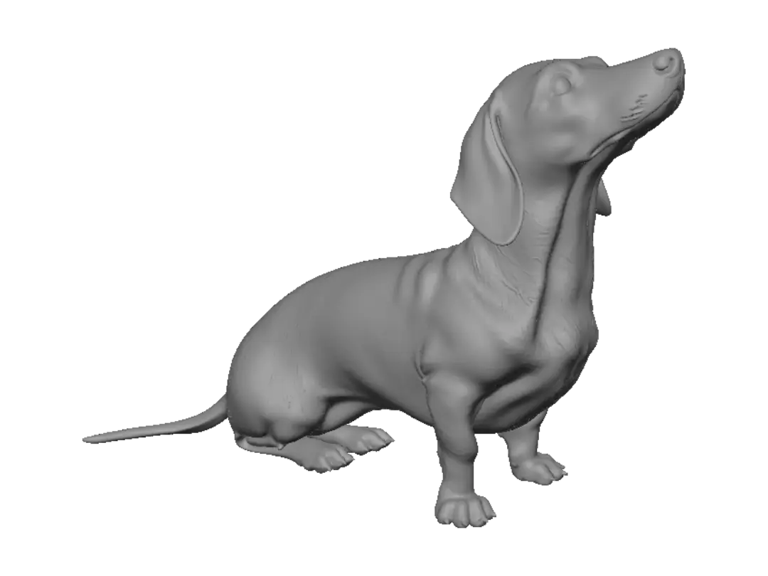 dachshund