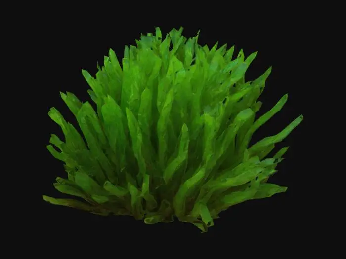 3D model for Aquarium Alien Plant Weed