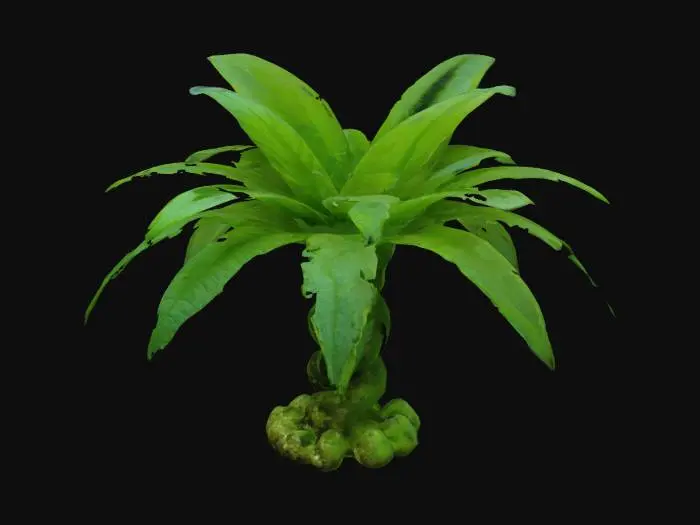3D model for Aquarium Alien Plant Weed