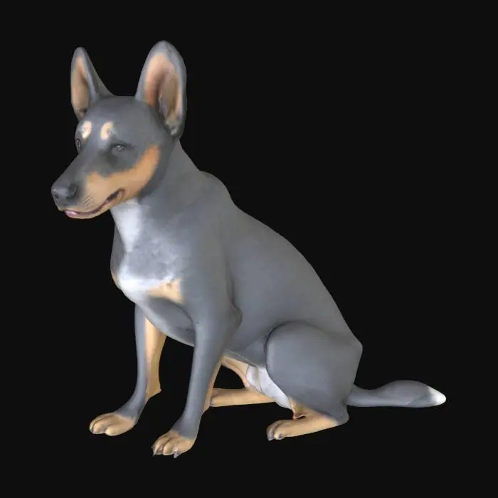 3D model for Blue Heeler sentado con postura atenta. Cuerpo compacto, musculoso y proporcionado. Cabeza ancha, ligeramente redondeada entre las orejas. Hocico fuerte, con stop marcado y trufa negra. Orejas erguidas en forma de triángulo, ligeramente orientadas hacia los lados. Ojos almendrados, medianos, con mirada vivaz y alerta. Mandíbula firme, sin sobresalir. Cuello corto y robusto. Pecho amplio. Patas delanteras rectas, con las traseras flexionadas por la posición de sentado. Cola baja, ligeramente curva hacia un lado. La simetría del cuerpo y el detalle anatómico deben destacarse para facilitar el modelado tridimensional.
