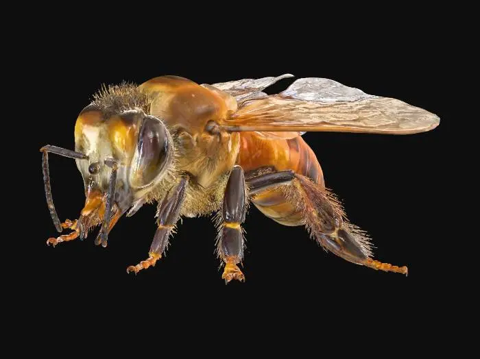 3D model for Bee Delight