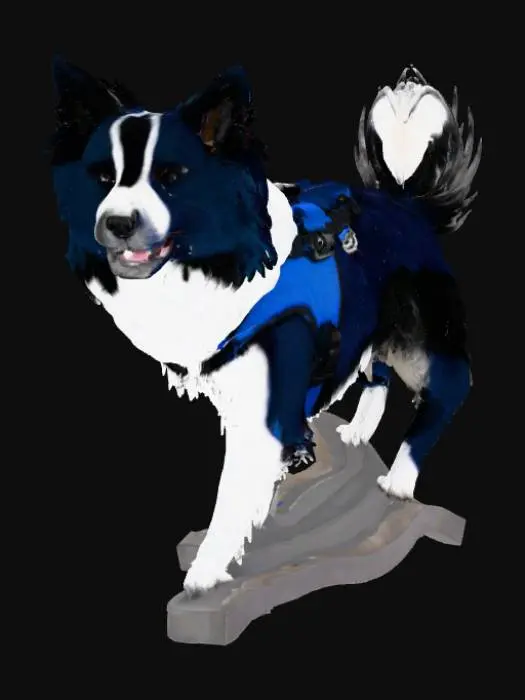 3D model for Paws and Pose