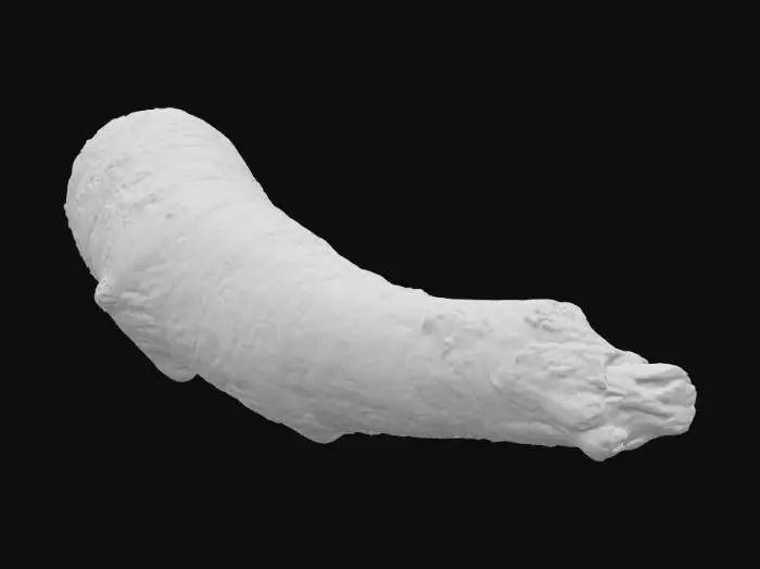 3D model for Ginseng Root