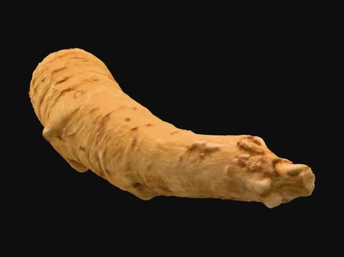 3D model for Ginseng Root