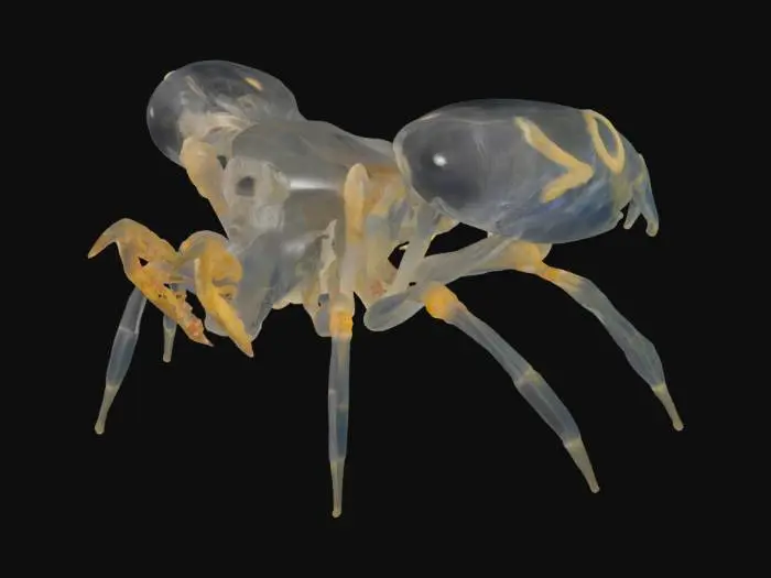 3D model for tow headed animal semi-translucent exoskeleton