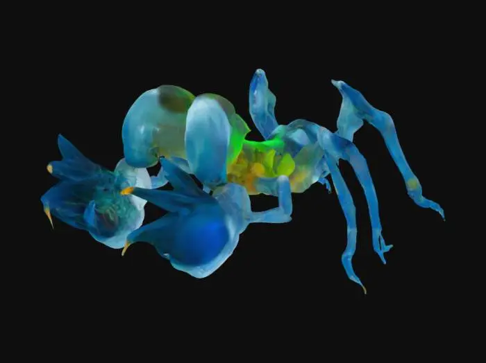 3D model for tow headed animal semi-translucent exoskeleton