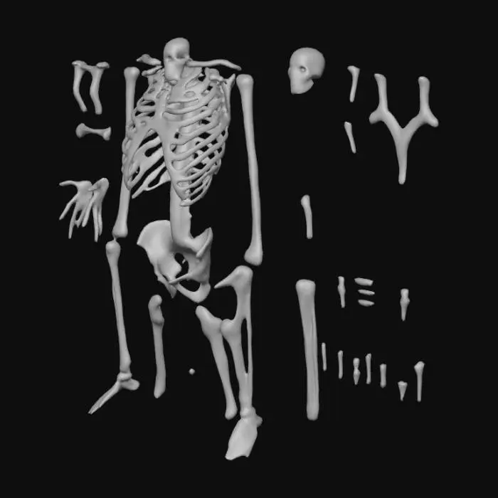 3D model for anatomy correct  skeleton pats of  animal part and Pices not connected fragments apart