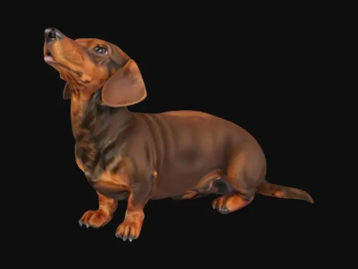 3D model for Dachshund sitting and looking up, pure bred, realistic, detailed