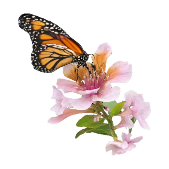 [Idaho] Monarch Butterfly on a Syringa flower., #AroundTheWorld# 3D model, vytvořený pomocí AI