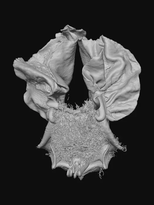 3D model for Tiny Mice