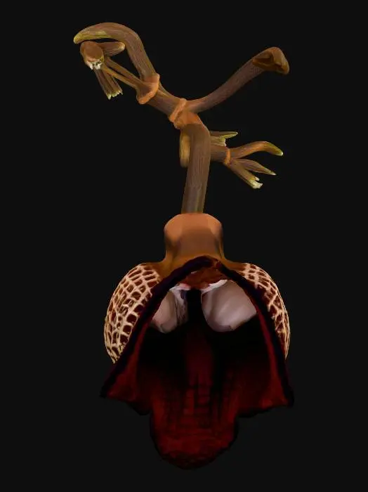 3D model for Darth Vader Orchid