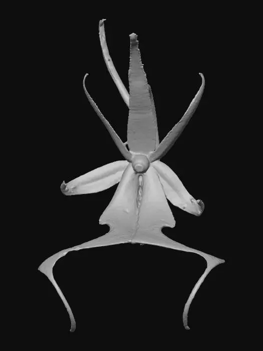 3D model for White Orchid Beauty