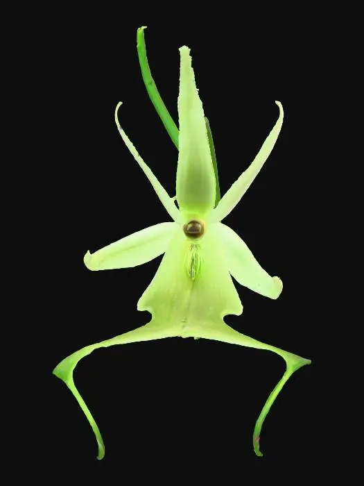 3D model for White Orchid Beauty