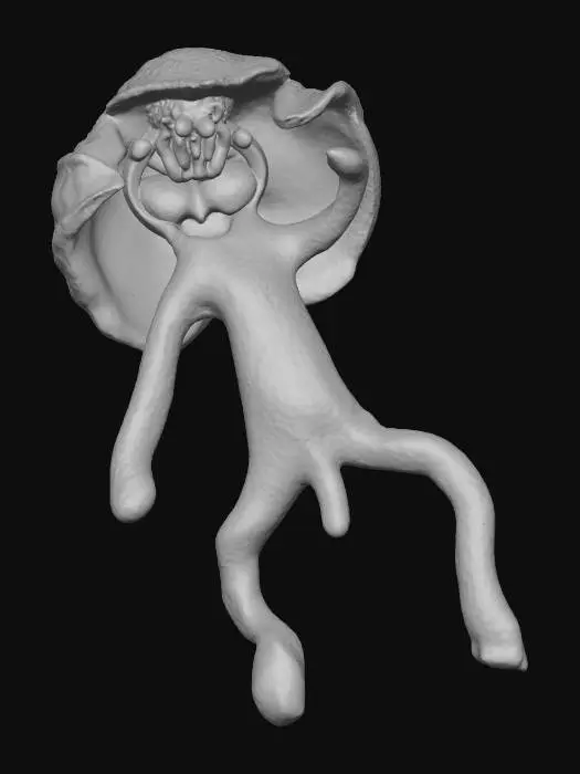 3D model for Hanging man orchid