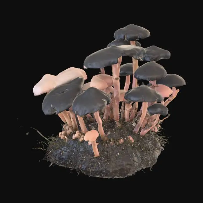 3D model for Create a low-poly realistic 3D model of mushrooms based on the provided image, optimized for Unreal Engine. The model should have clean, game-ready topology with a low polygon count, accurately capturing the shape and details of the mushroom caps, stems, and any distinctive features. Apply high-quality PBR textures (albedo, normal, roughness, metallic, ambient occlusion) to achieve realistic surface details, natural colors, and material properties. Ensure proper UV mapping and texture resolution suitable for real-time rendering in games.