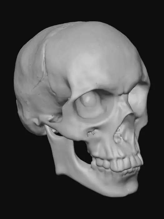 3D model for Human skull. A perfect human skull, highly detailed, 4k resolution,