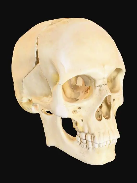 3D model for Human skull. A perfect human skull, highly detailed, 4k resolution,